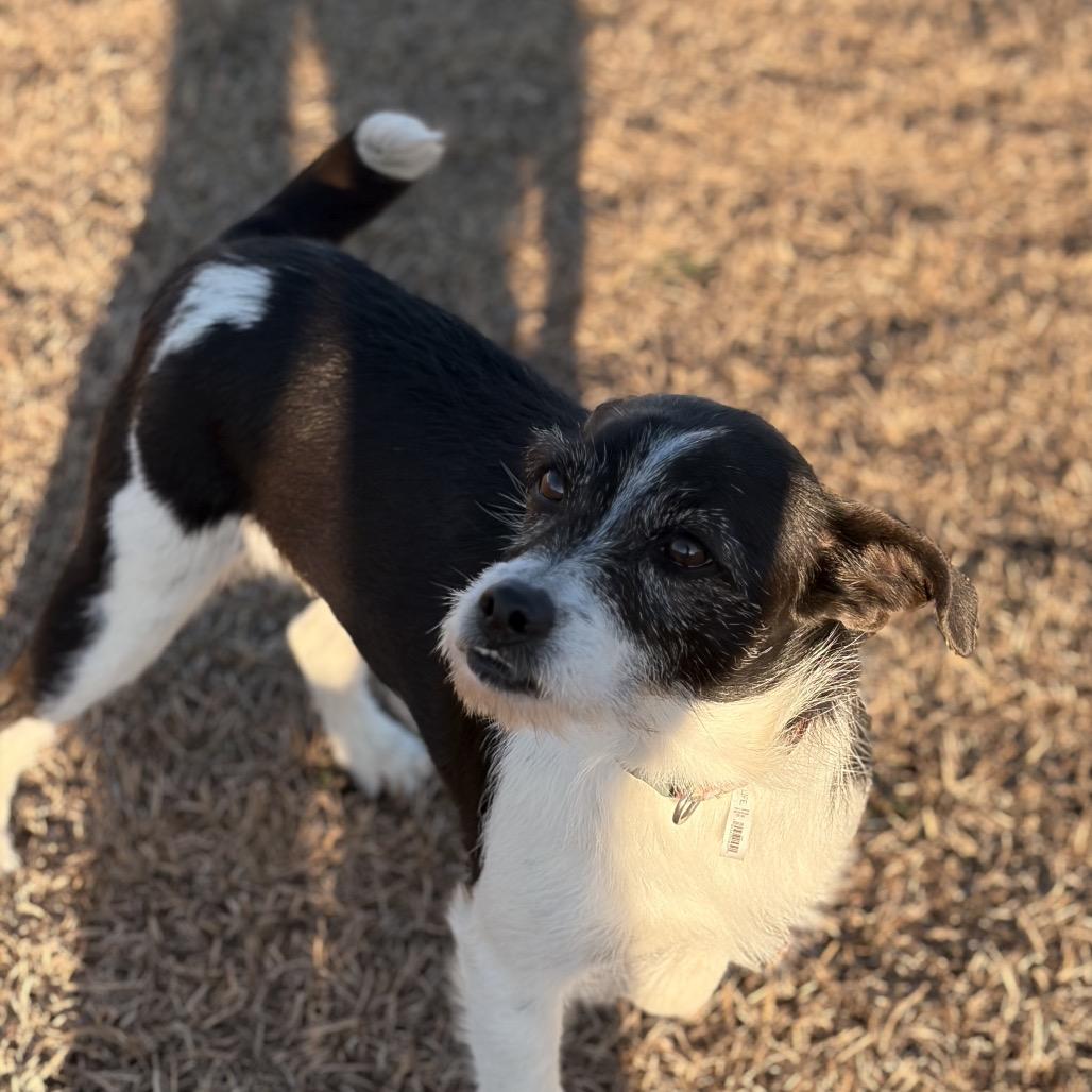 Enlarge Alfie, a Adoptable Jack Russell Terrier in Aberdeen, NC image 3/6