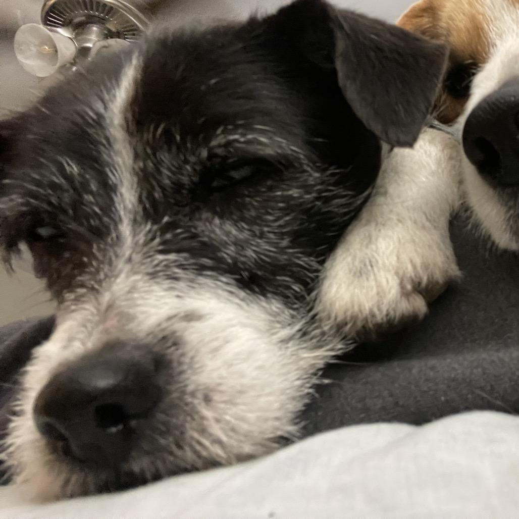 Enlarge Alfie, a Adoptable Jack Russell Terrier in Aberdeen, NC image 5/6