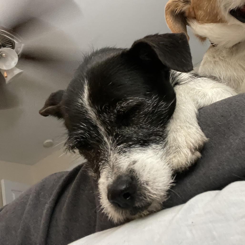 Enlarge Alfie, a Adoptable Jack Russell Terrier in Aberdeen, NC image 6/6