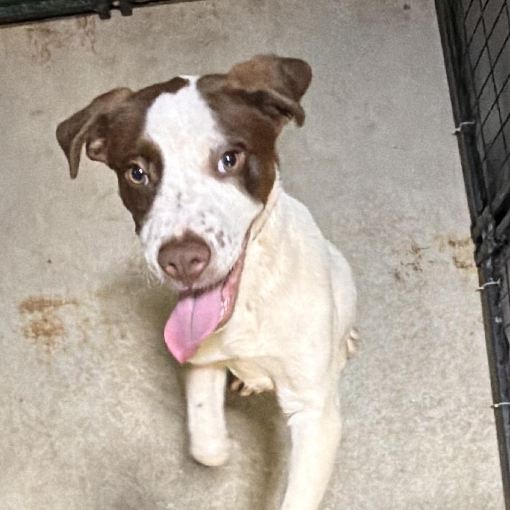 Lance, Adoptable, Puppy Male Retriever.