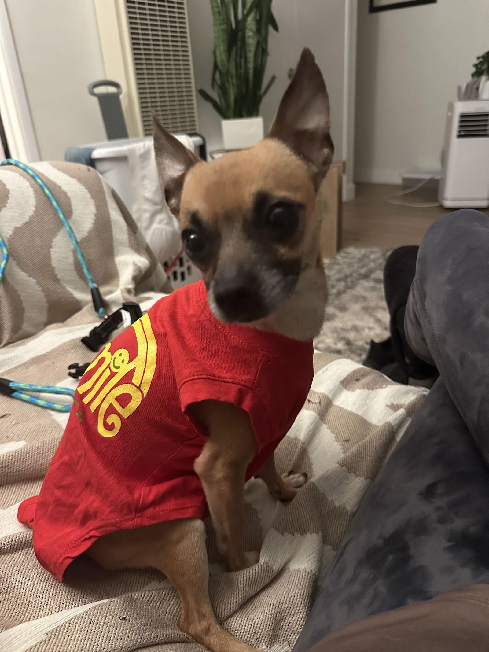 Coleman, Adoptable, Young Male Chihuahua.