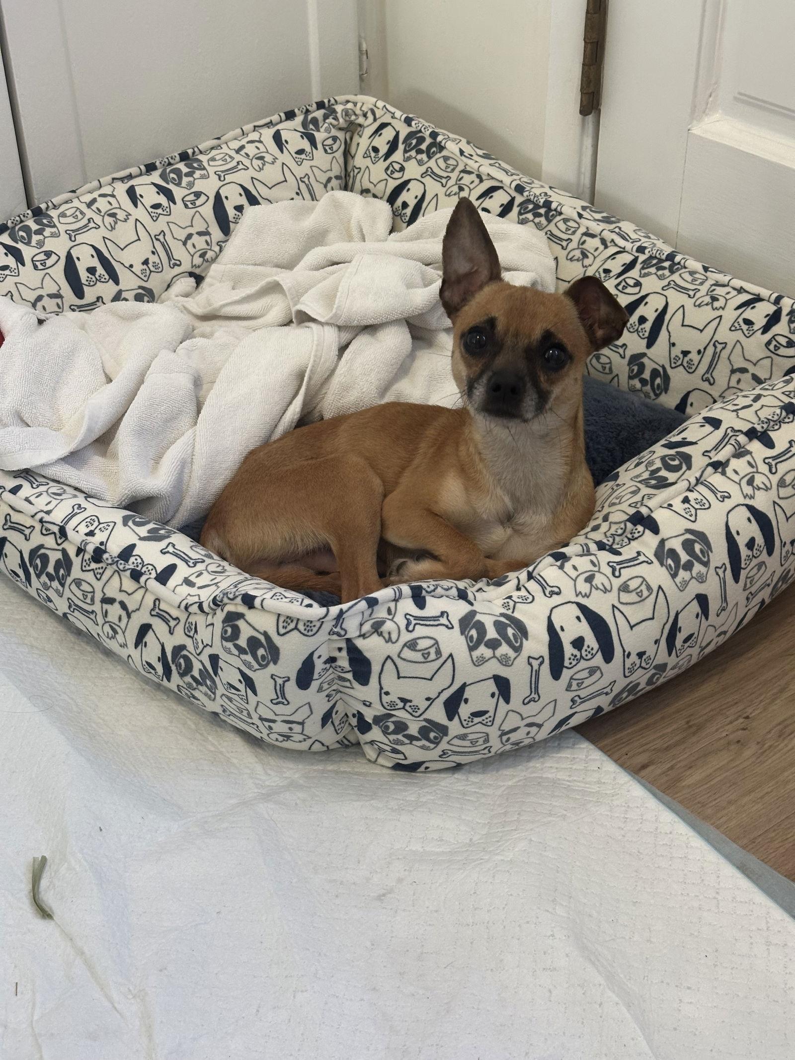 Enlarge Coleman, a Adoptable Chihuahua in Capistrano Beach, CA image 2/3