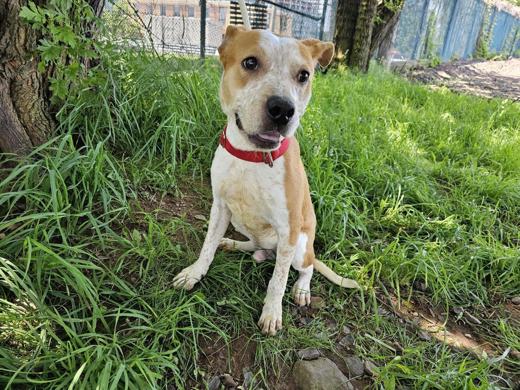 Enlarge Caramel, a Adoptable American Staffordshire Terrier in Jersey city, NJ image 1/2