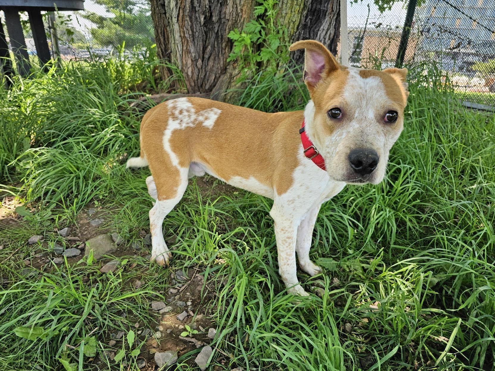 Enlarge Caramel, a Adoptable American Staffordshire Terrier in Jersey city, NJ image 2/2