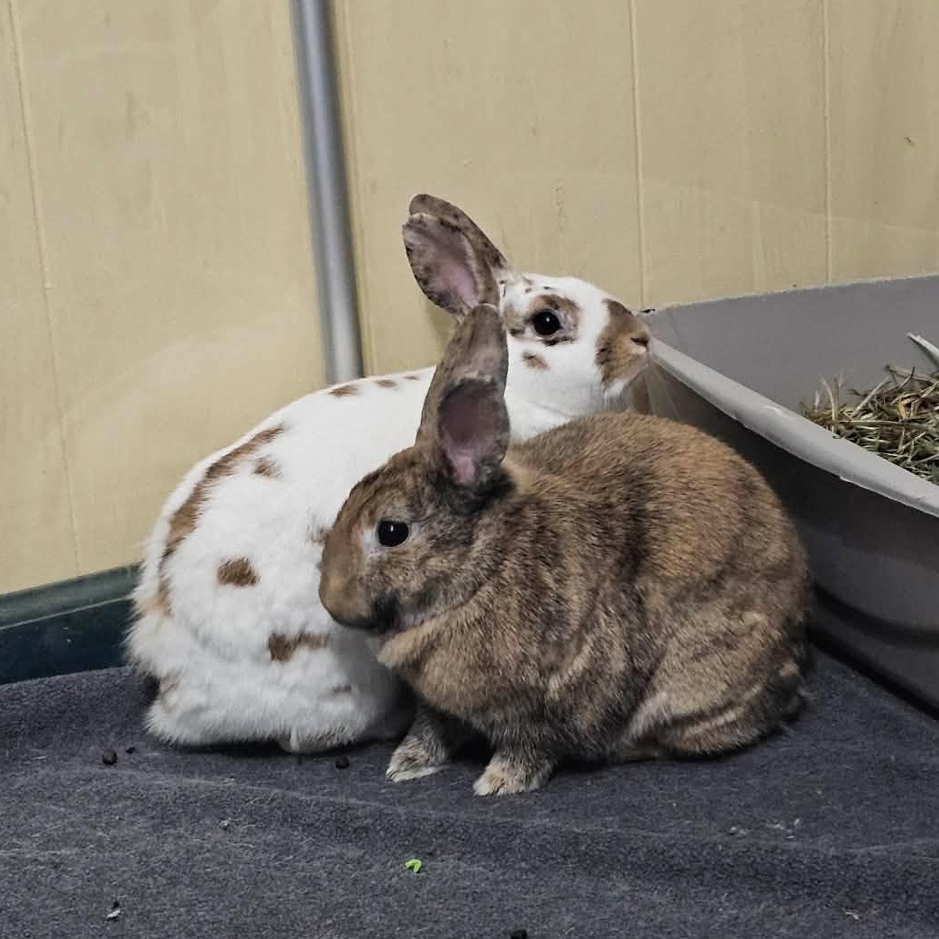 Sugar and Spice Bonded Pair, ADOPTABLE, Adult Female Dwarf & Mini Rex.