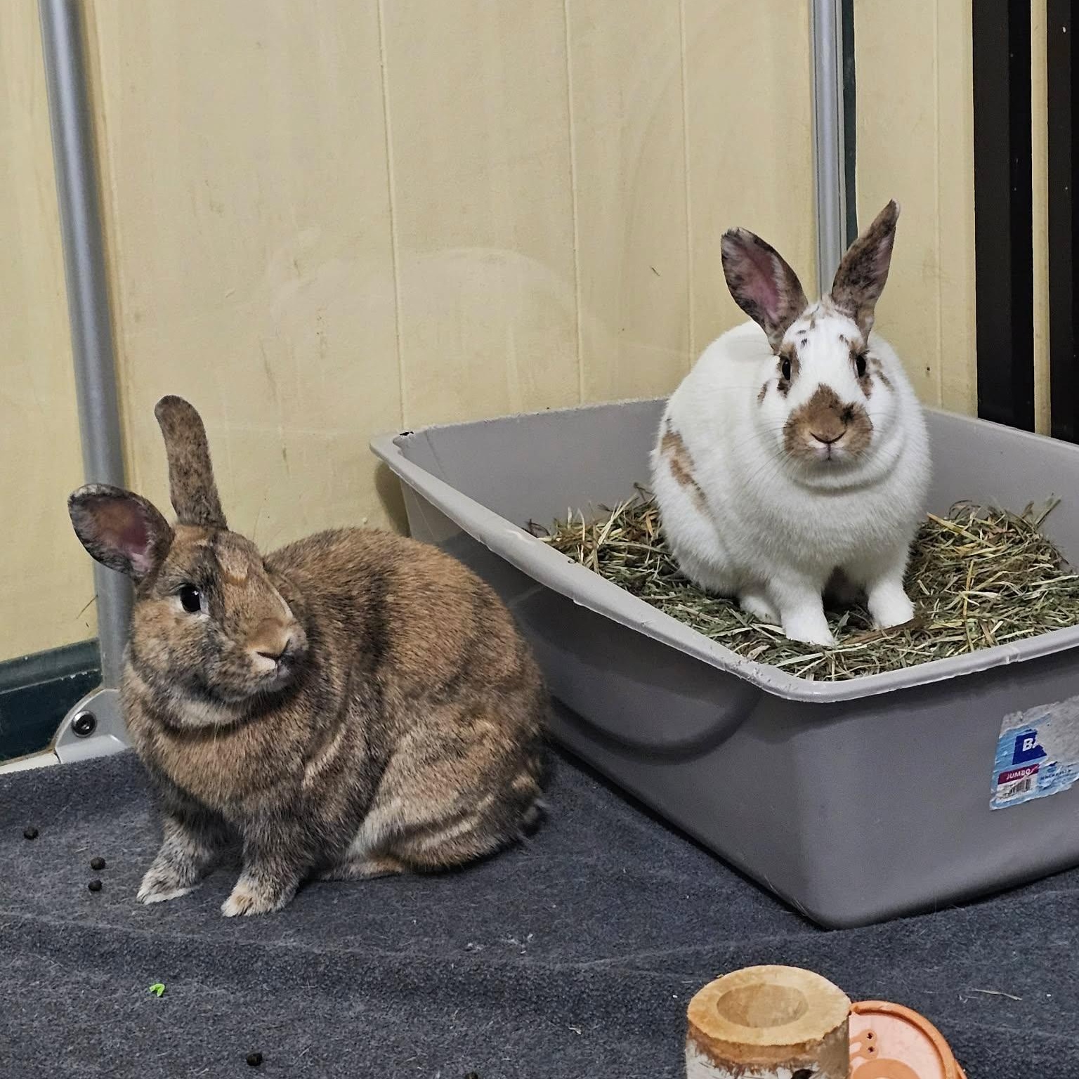 Enlarge Sugar and Spice Bonded Pair, a ADOPTABLE mixed breed in wichita, KS image 2/6