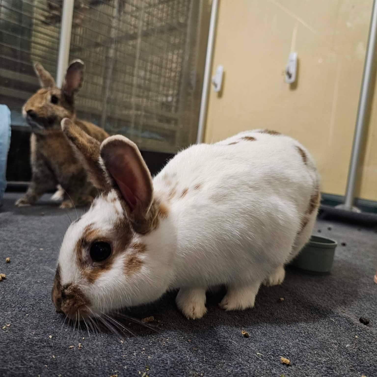 Enlarge Sugar and Spice Bonded Pair, a ADOPTABLE mixed breed in wichita, KS image 5/6