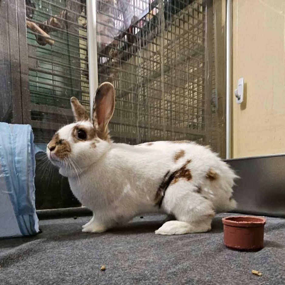 Enlarge Sugar and Spice Bonded Pair, a ADOPTABLE mixed breed in wichita, KS image 6/6