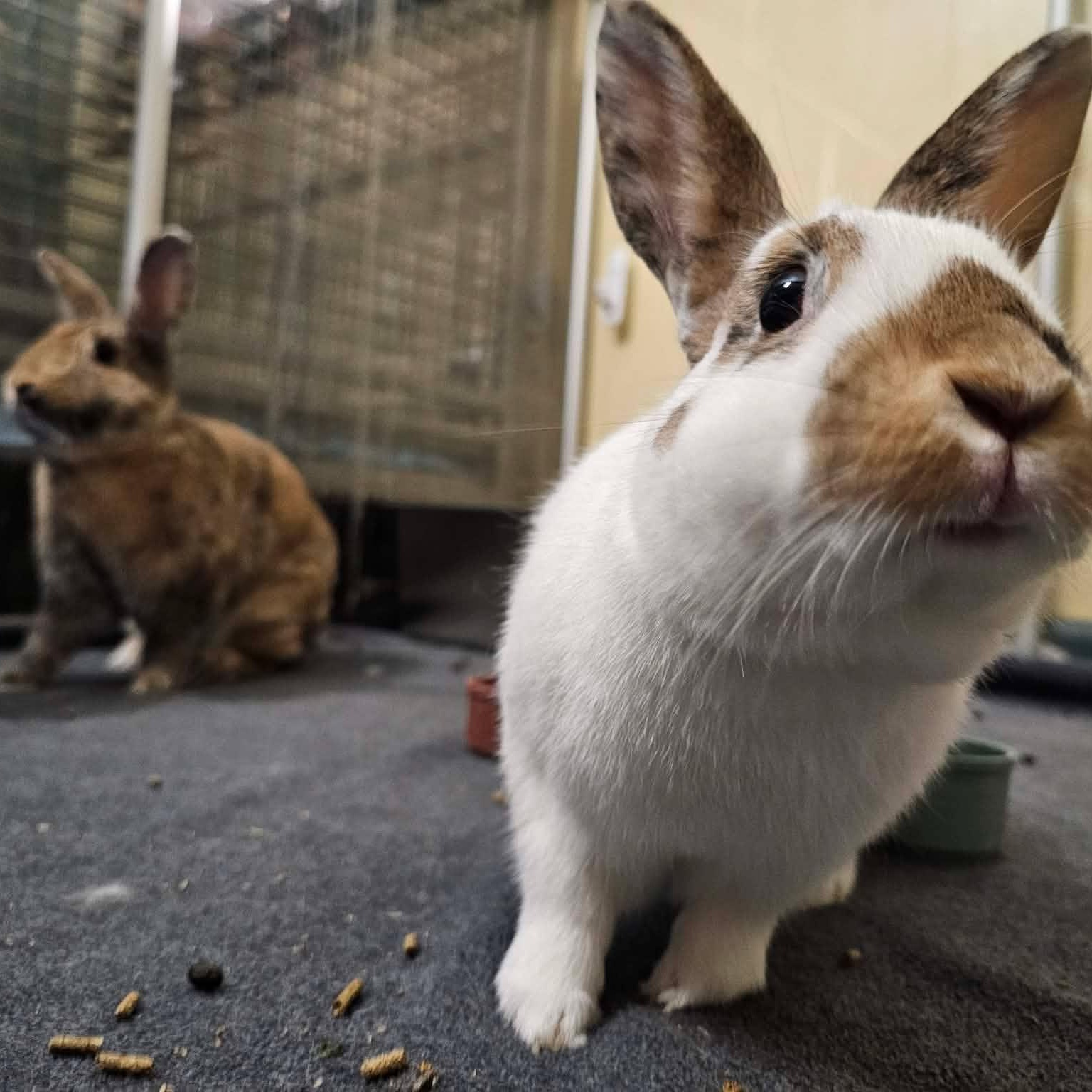 Enlarge Sugar and Spice Bonded Pair, a ADOPTABLE mixed breed in wichita, KS image 3/6