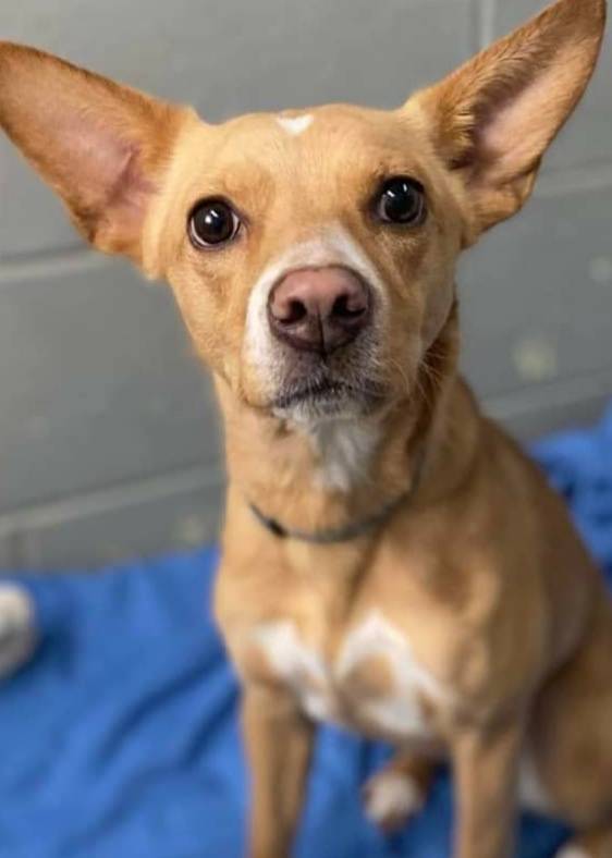 Georgia, a Adoptable mixed breed in Matawan, NJ image 1/2