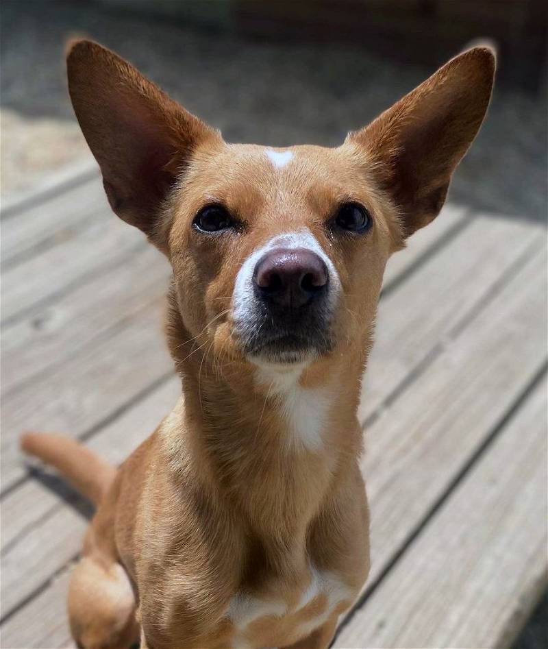 Georgia, a Adoptable mixed breed in Matawan, NJ image 2/2
