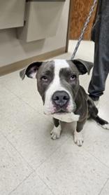 Thor, ADOPTABLE, Young Male Pit Bull Terrier.