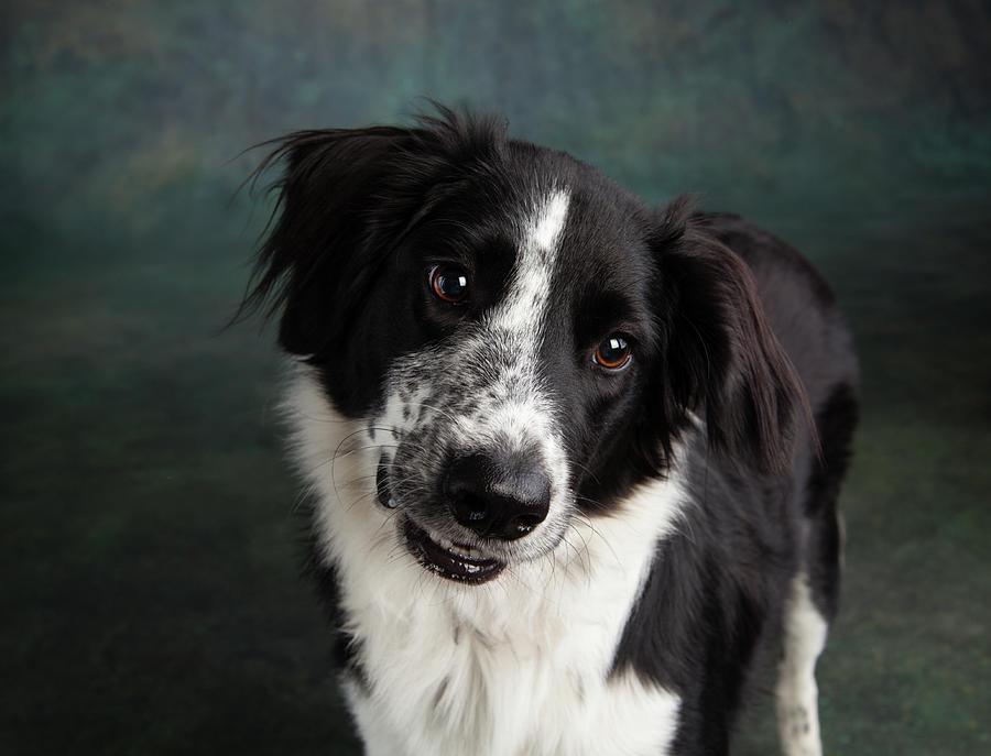 Milo, adopted, Young Male Border Collie.
