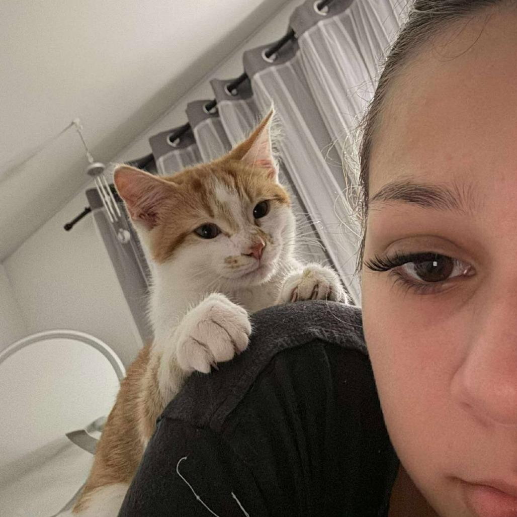 Juicy Fruit, Adoptable, Kitten Male Domestic Short Hair.