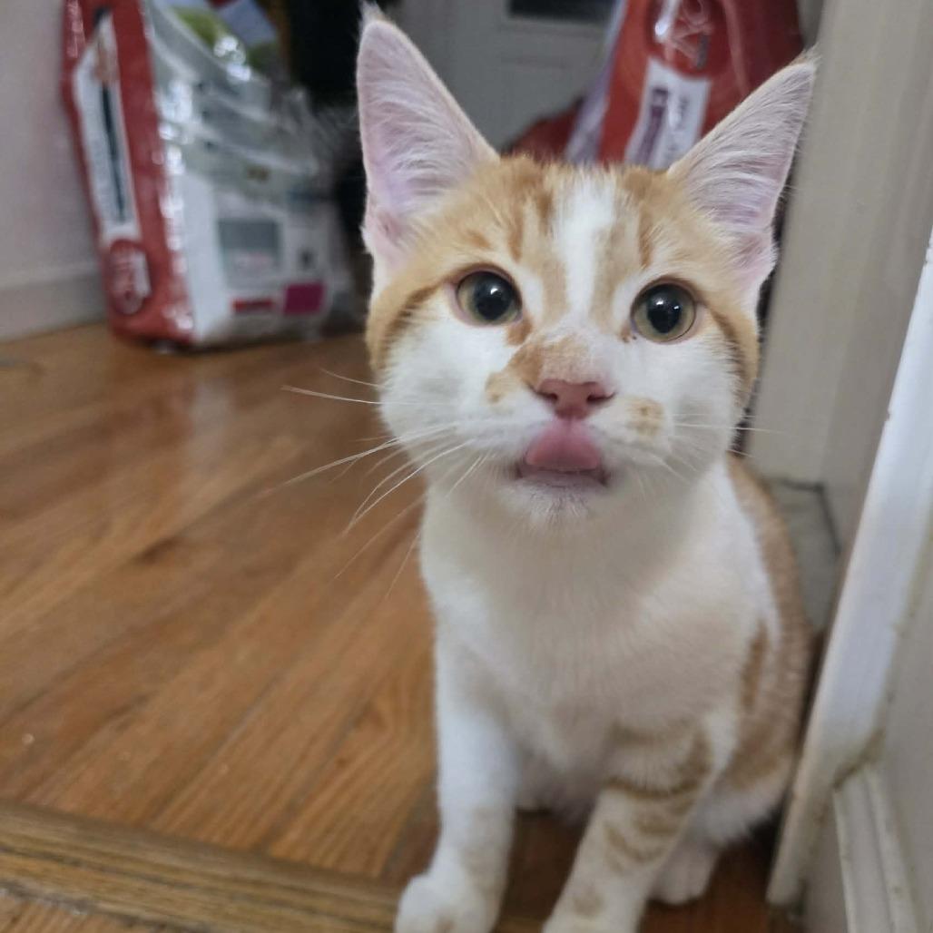 Juicy Fruit, Adoptable, Kitten Male Domestic Short Hair.