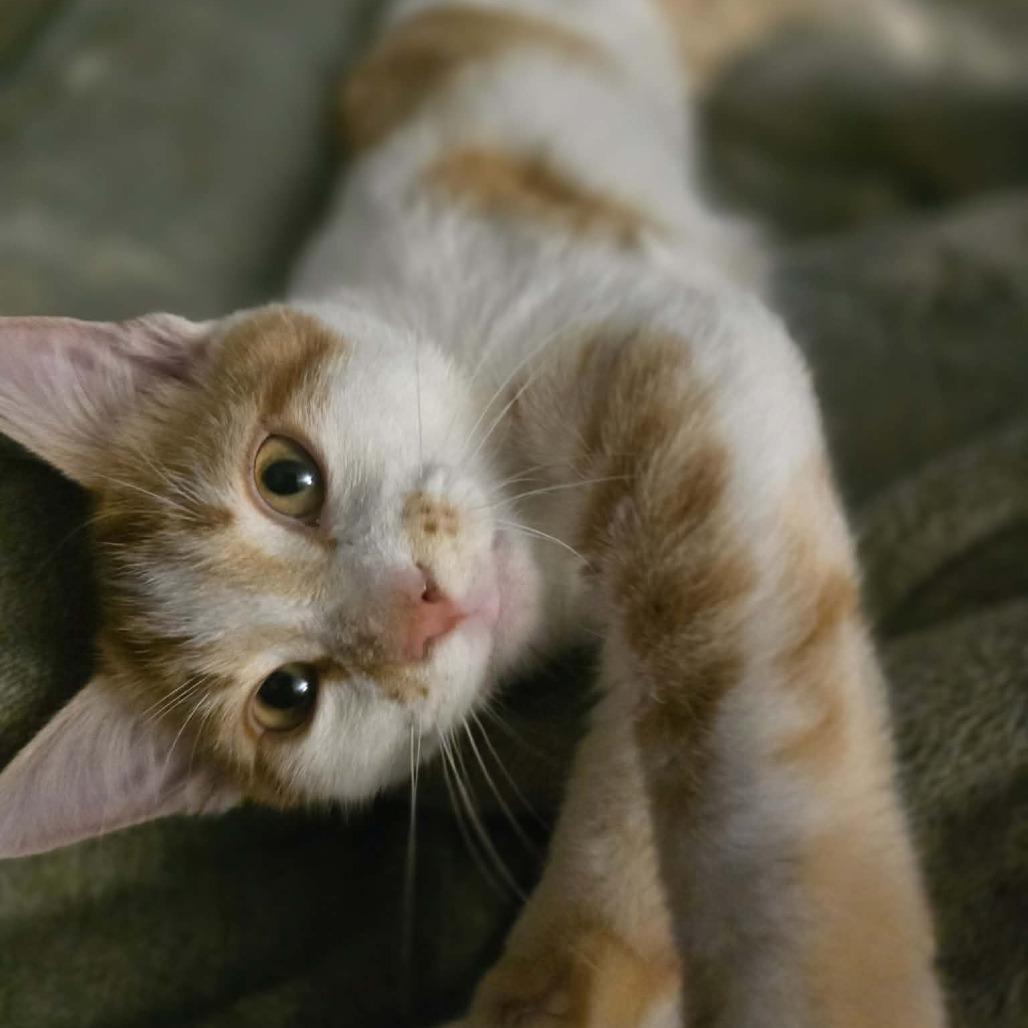 Juicy Fruit, Adoptable, Kitten Male Domestic Short Hair.
