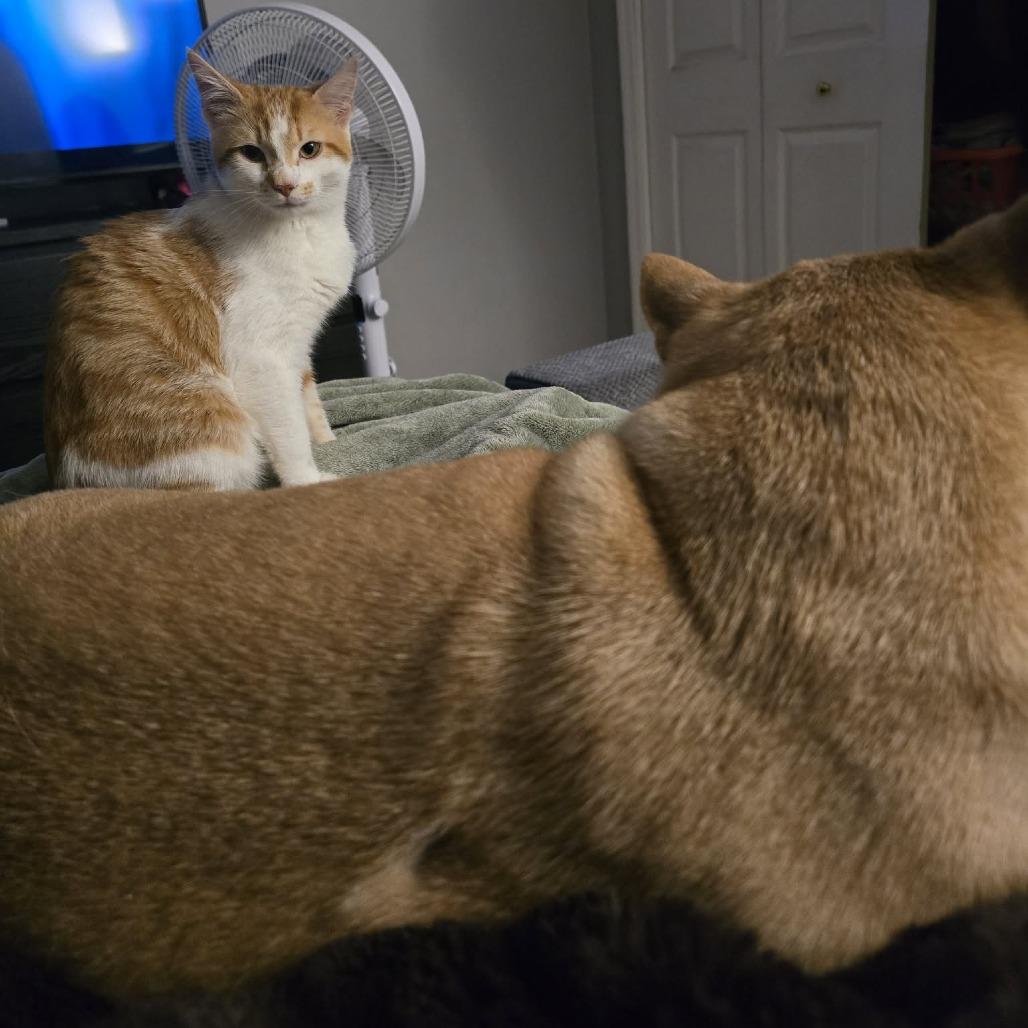 Juicy Fruit, a Adoptable Domestic Short Hair in Jarrettsville, MD image 3/6