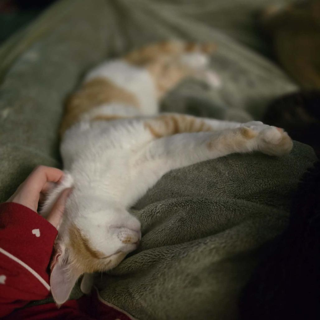 Juicy Fruit, a Adoptable Domestic Short Hair in Jarrettsville, MD image 4/6