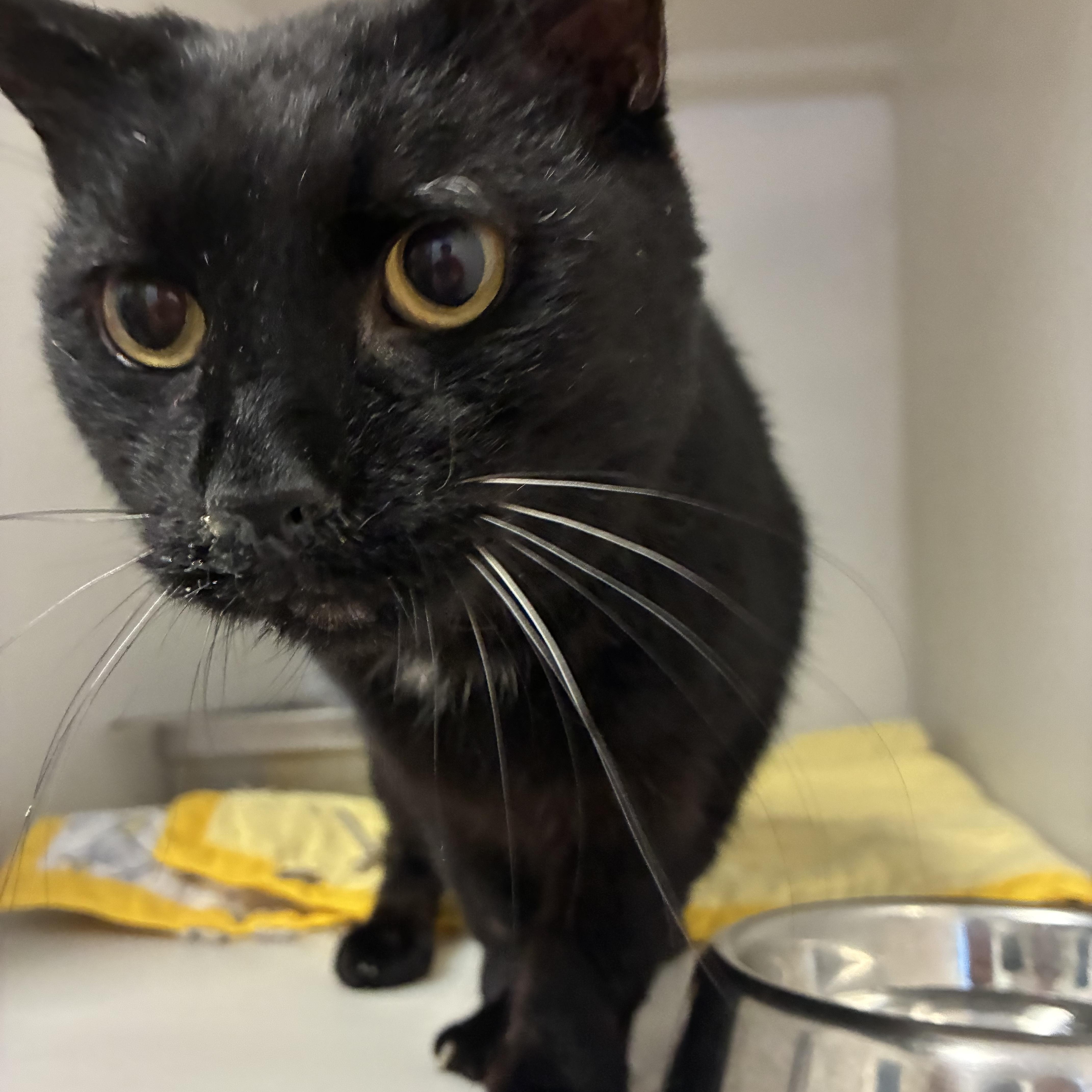 Enlarge Marty, a Adoptable Domestic Short Hair in King George, VA image 2/4