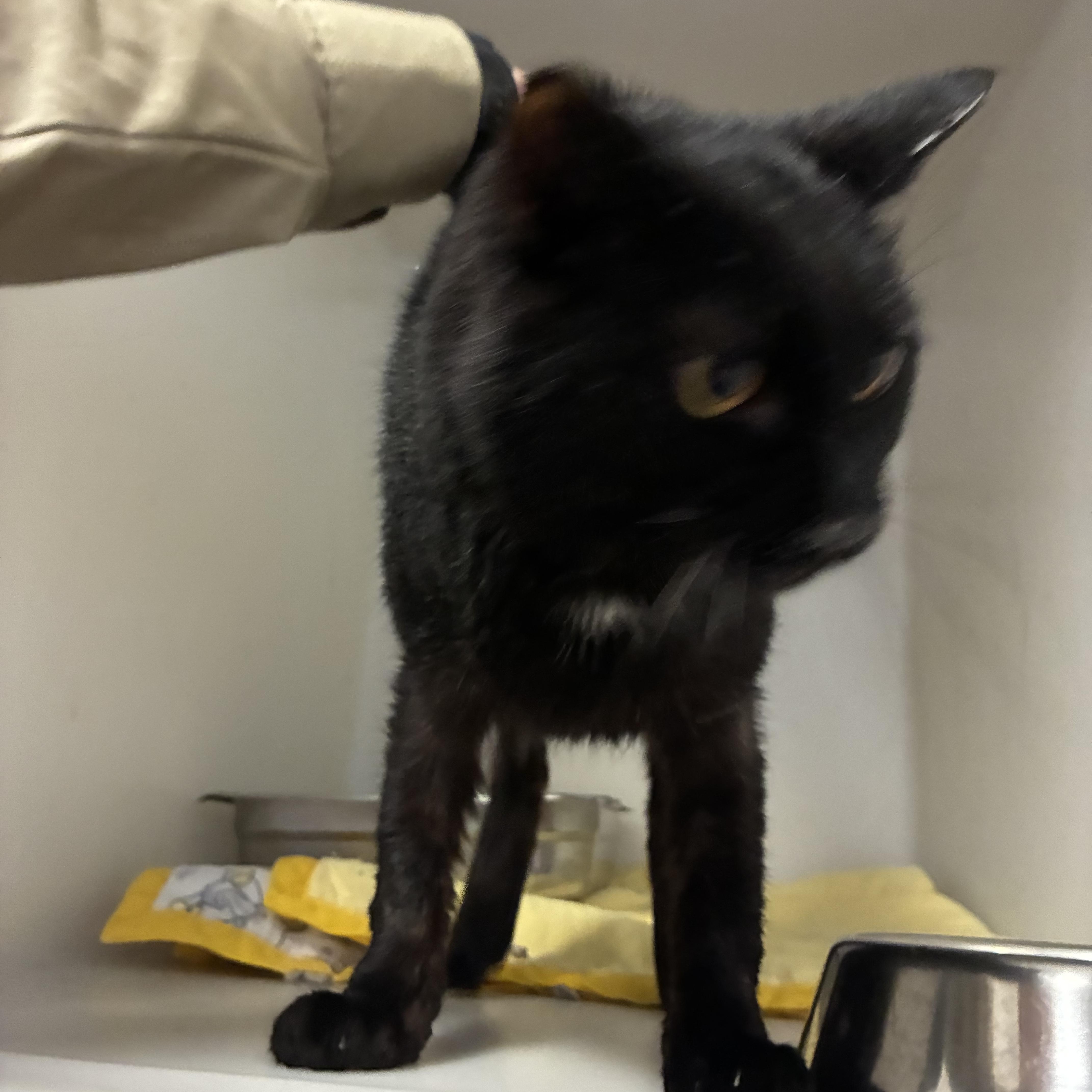 Enlarge Marty, a Adoptable Domestic Short Hair in King George, VA image 1/4