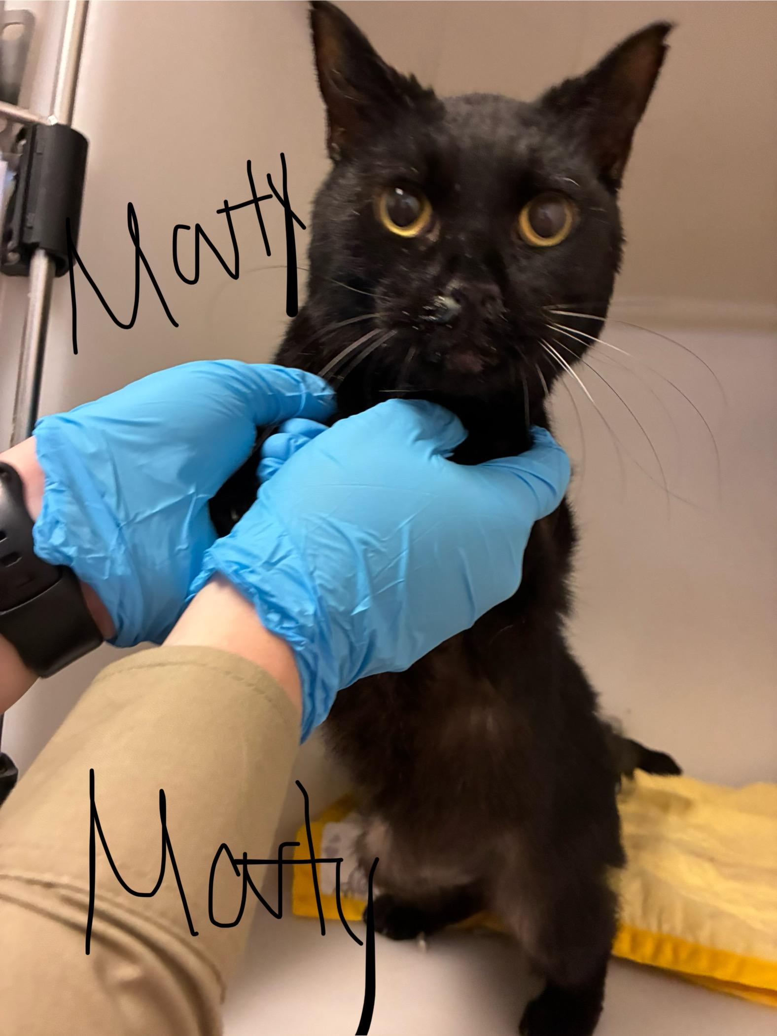 Enlarge Marty, a Adoptable Domestic Short Hair in King George, VA image 3/4