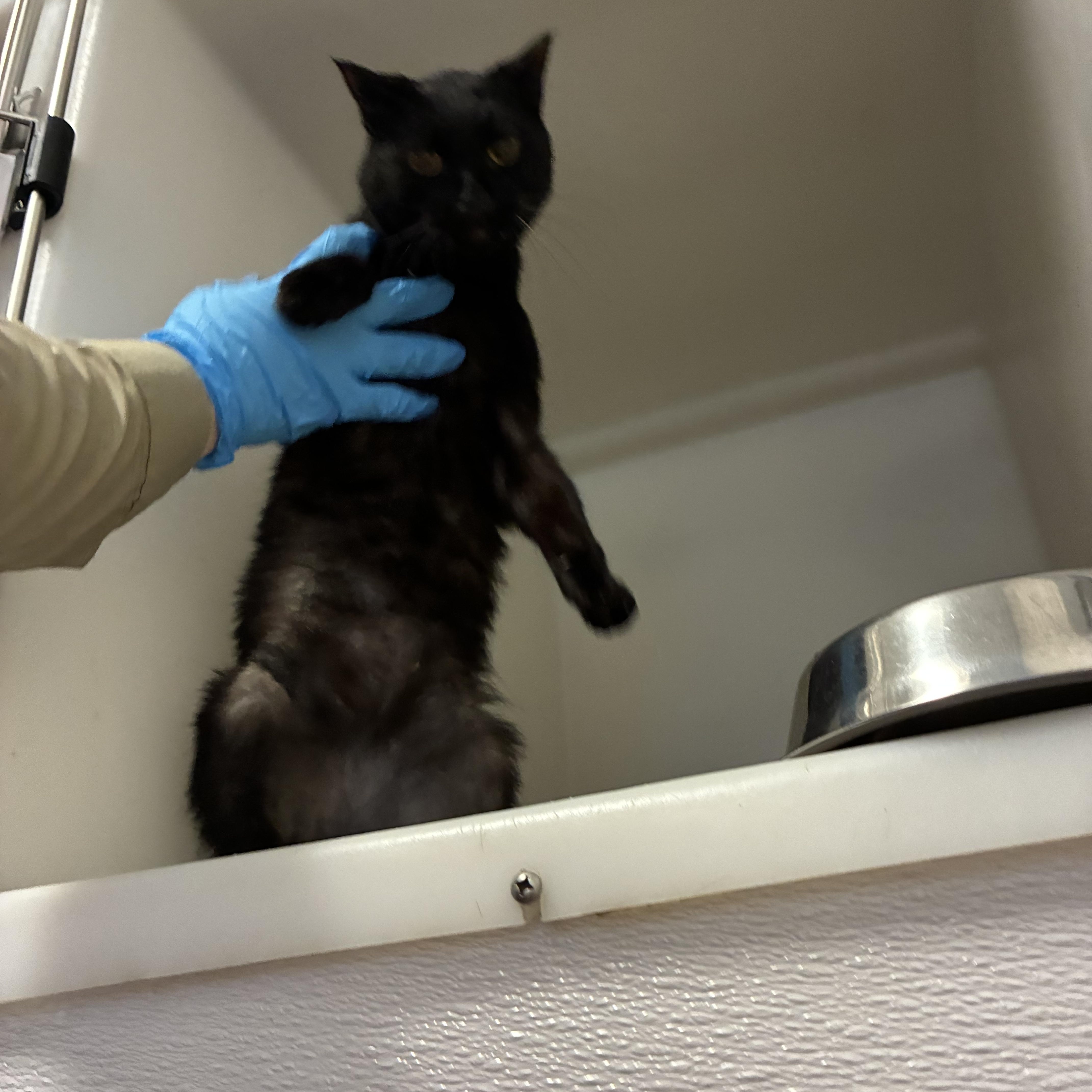 Enlarge Marty, a Adoptable Domestic Short Hair in King George, VA image 4/4