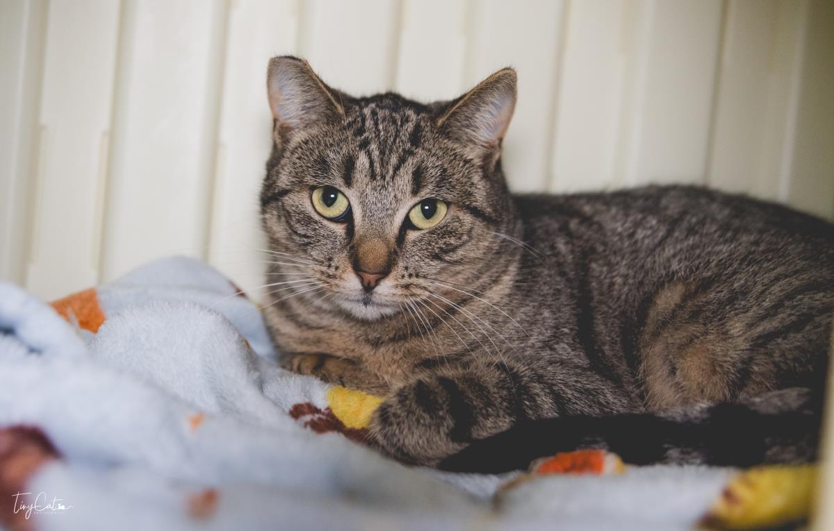 Enlarge Sargent Sassafras, a Adoptable mixed breed in Lincoln, CA image 1/1