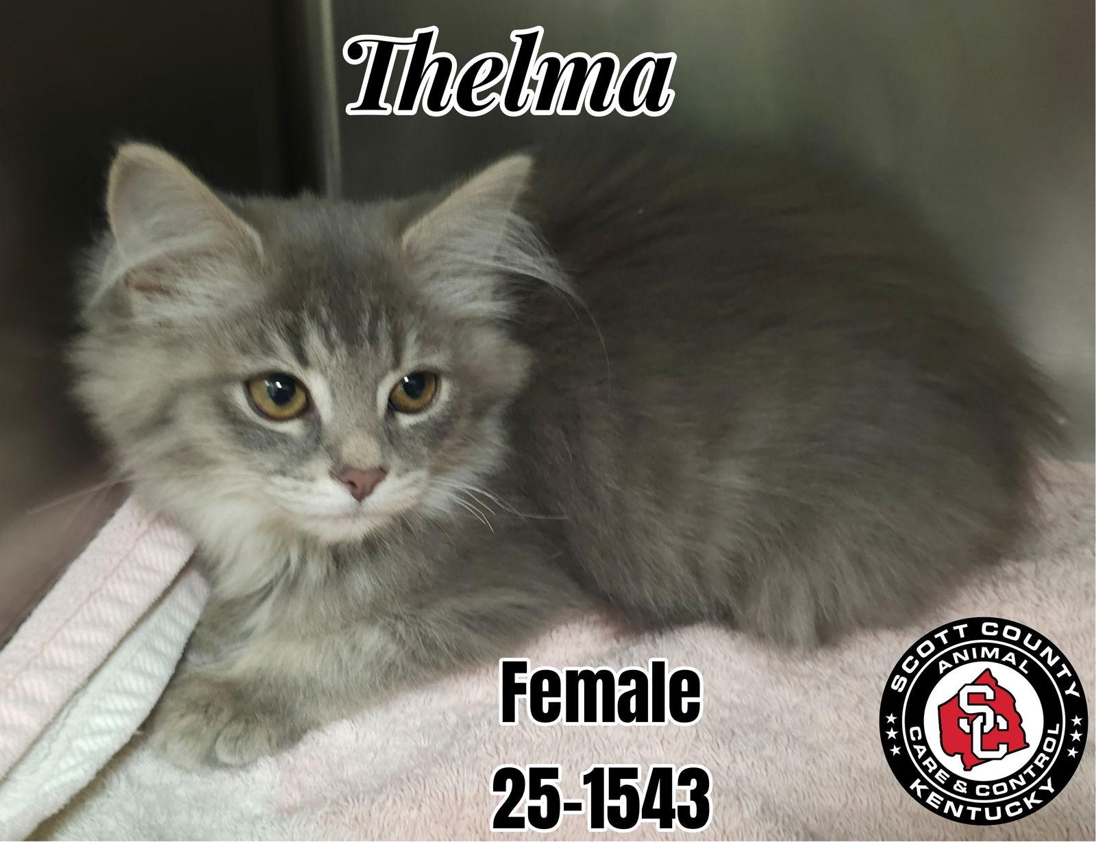 Thelma, Adoptable, Kitten Female Domestic Long Hair.
