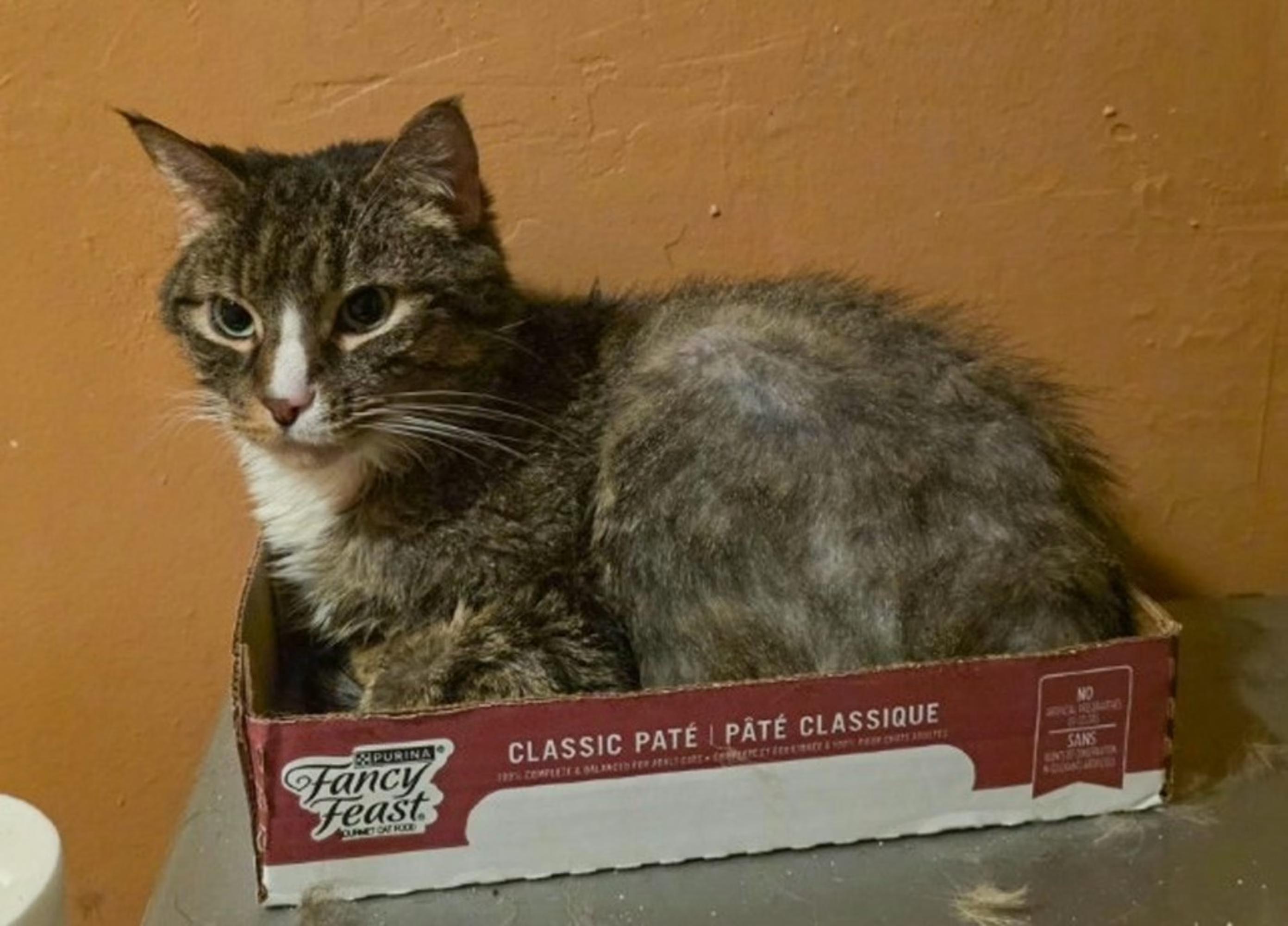 Emmy, ADOPTABLE, Adult Male Domestic Short Hair.