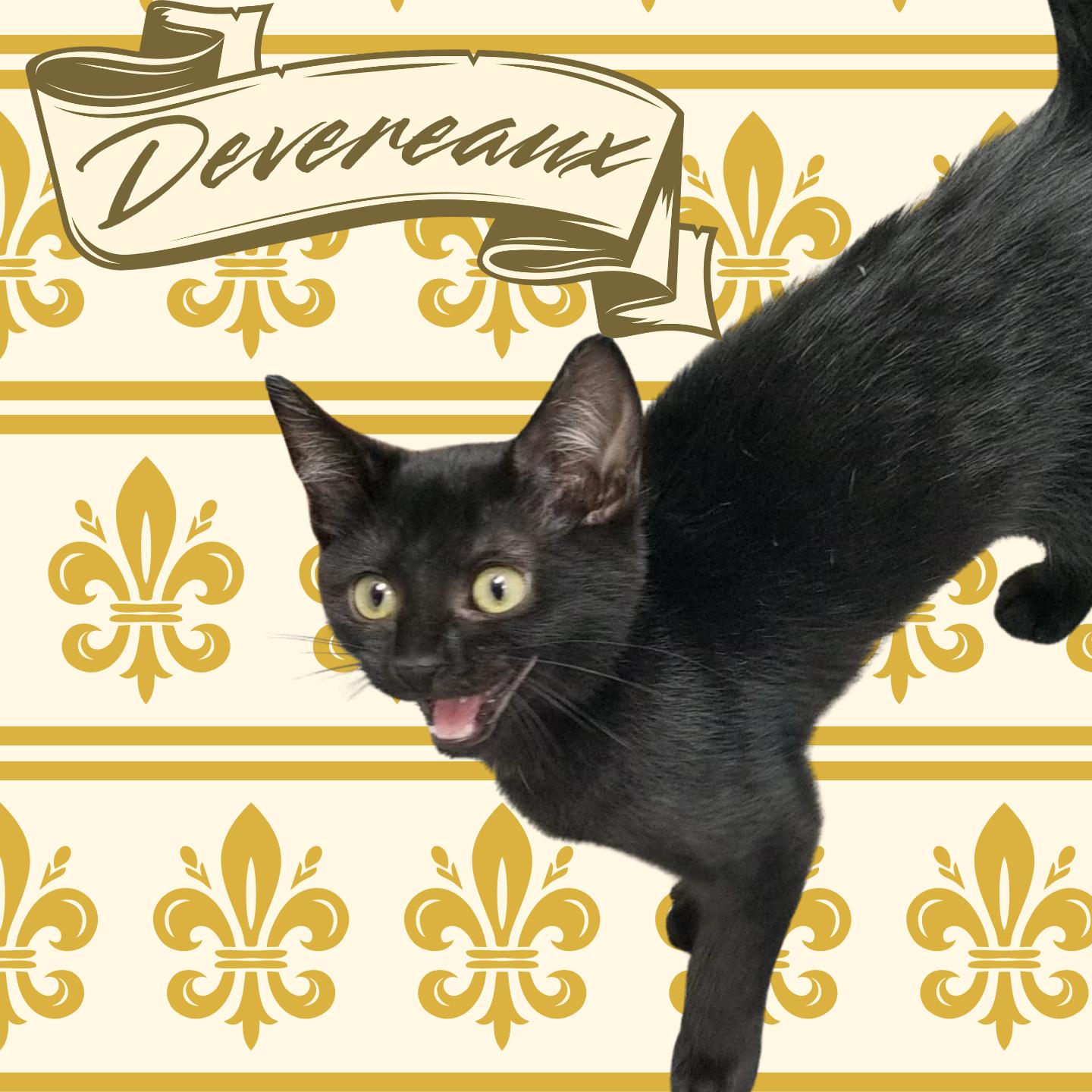 Enlarge Devereaux, a ADOPTABLE Domestic Short Hair in Aransas Pass, TX image 1/1
