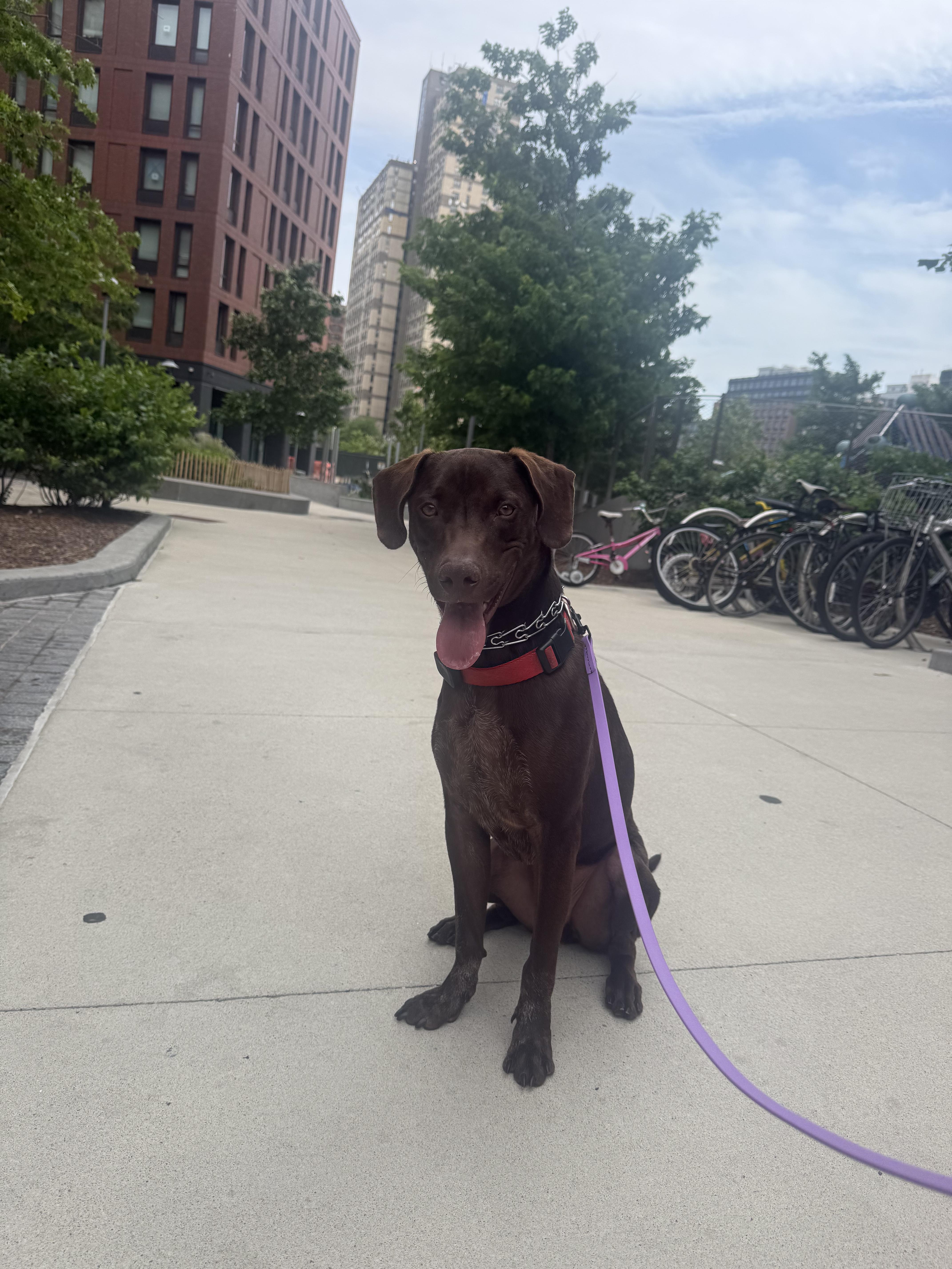 Choco, a ADOPTABLE Chocolate Labrador Retriever in Glen Rock, NJ image 1/6