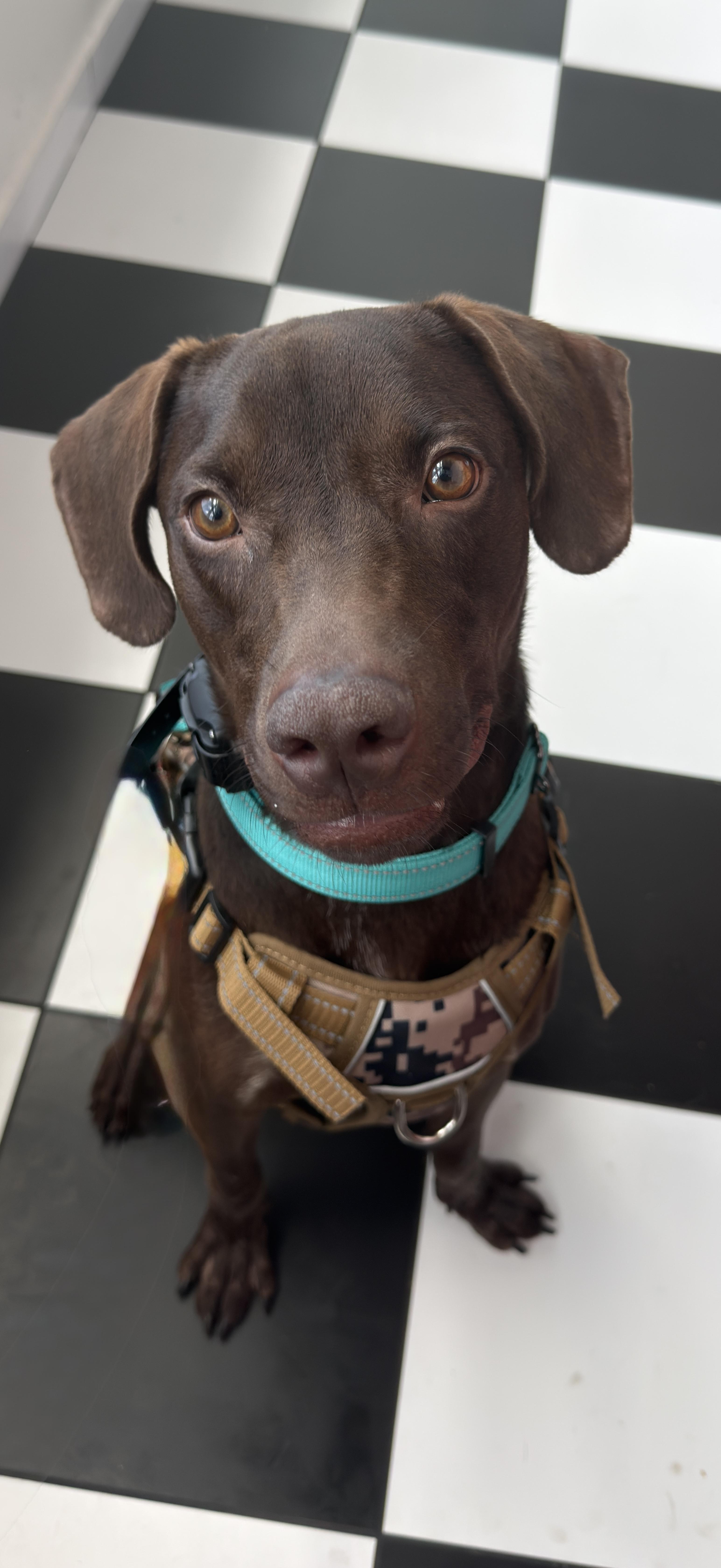 Choco, a ADOPTABLE Chocolate Labrador Retriever in Glen Rock, NJ image 4/6