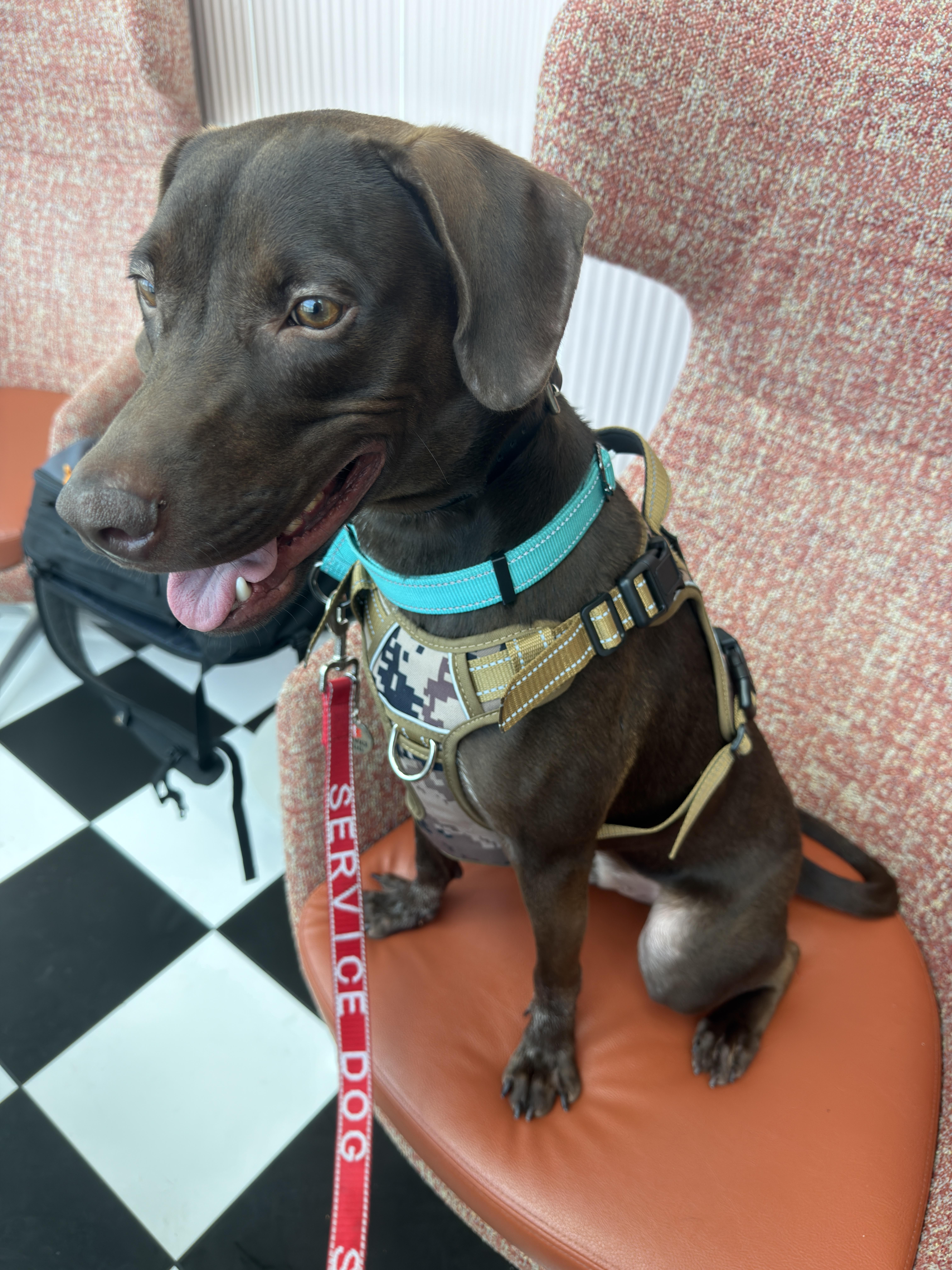 Choco, a ADOPTABLE Chocolate Labrador Retriever in Glen Rock, NJ image 6/6