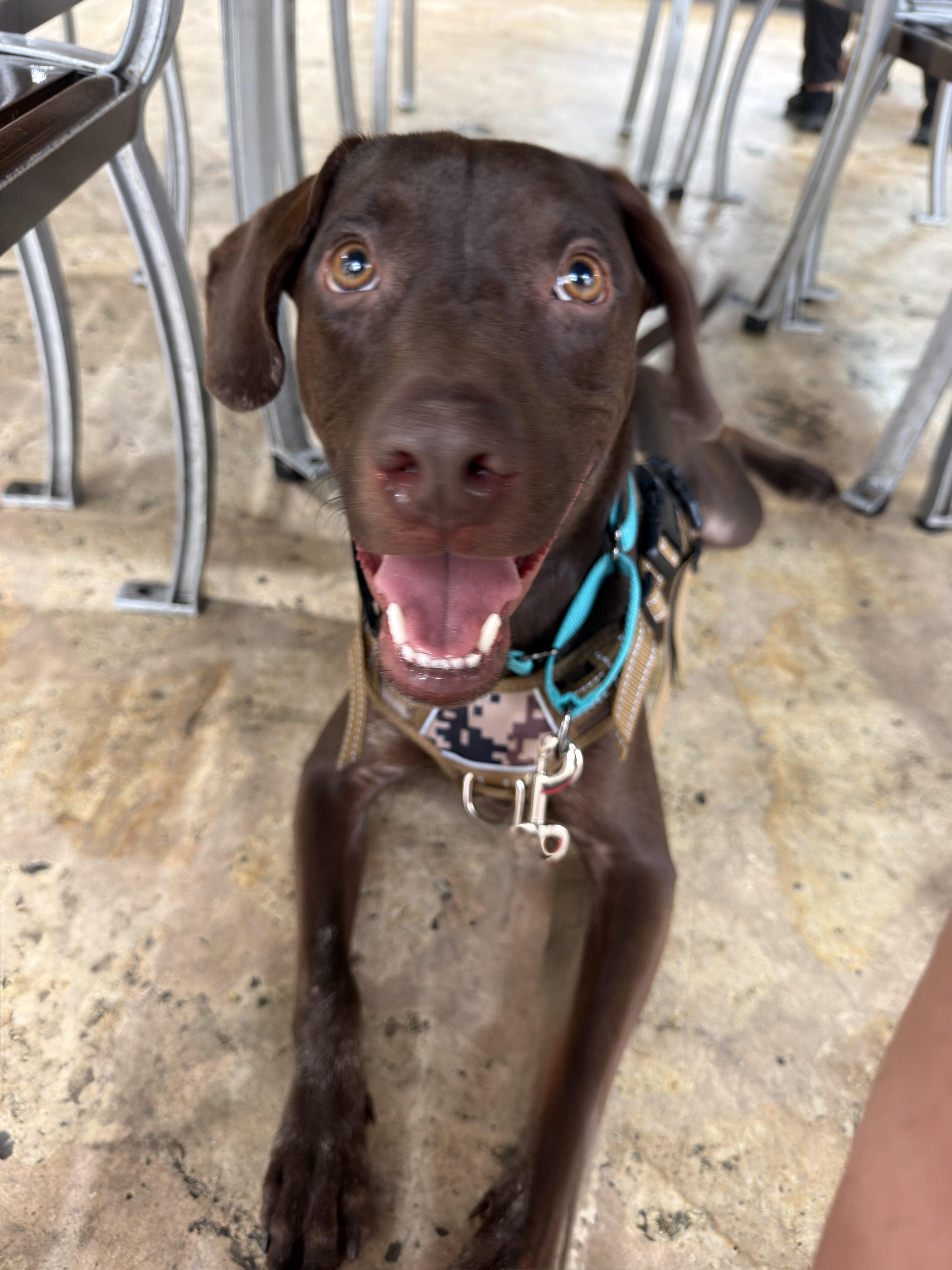 Choco, a ADOPTABLE Chocolate Labrador Retriever in Glen Rock, NJ image 5/6