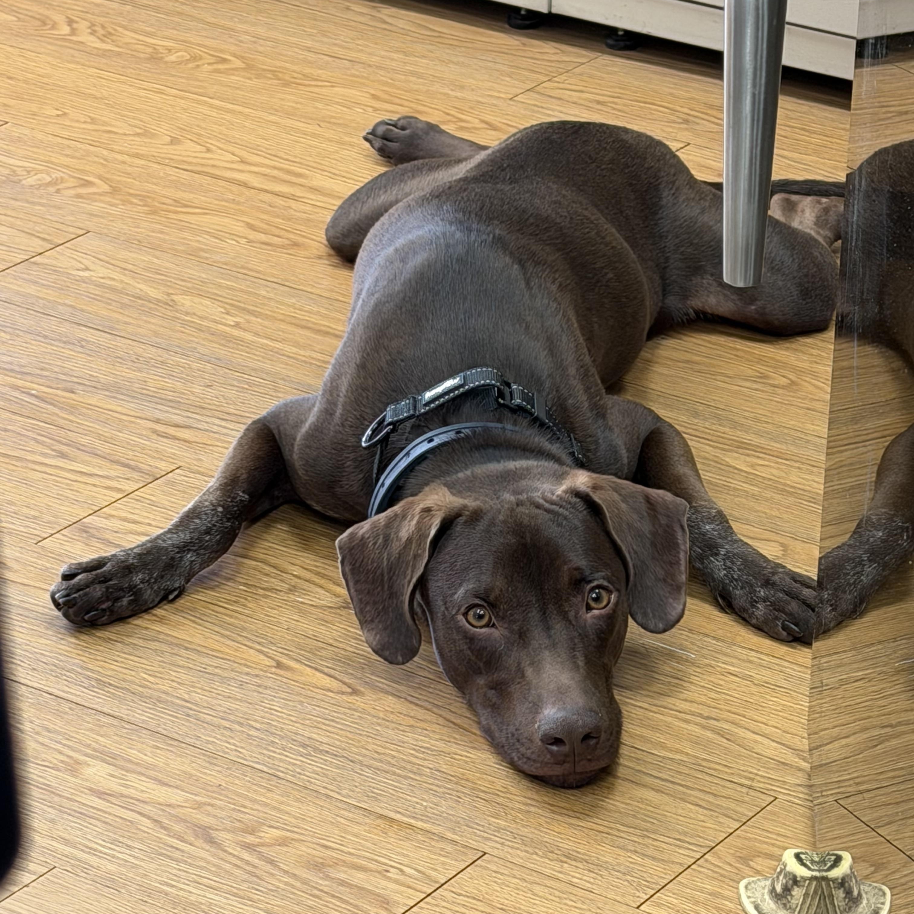 Choco, a ADOPTABLE Chocolate Labrador Retriever in Glen Rock, NJ image 2/6