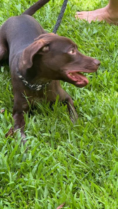 Enlarge Choco, a ADOPTABLE Chocolate Labrador Retriever in Glen Rock, NJ video 3/6
