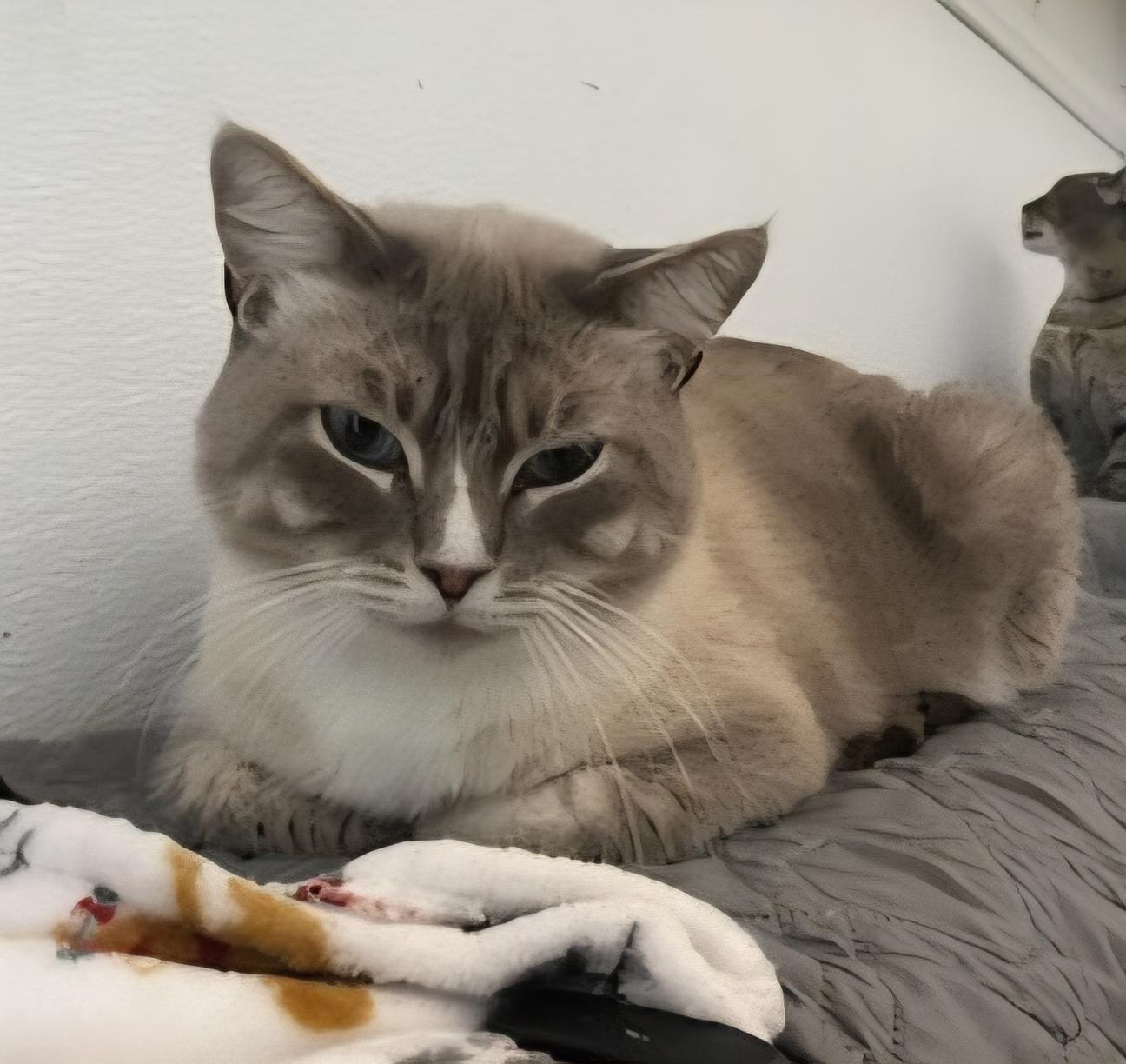 Klause, Adopted, Adult Male Domestic Short Hair.