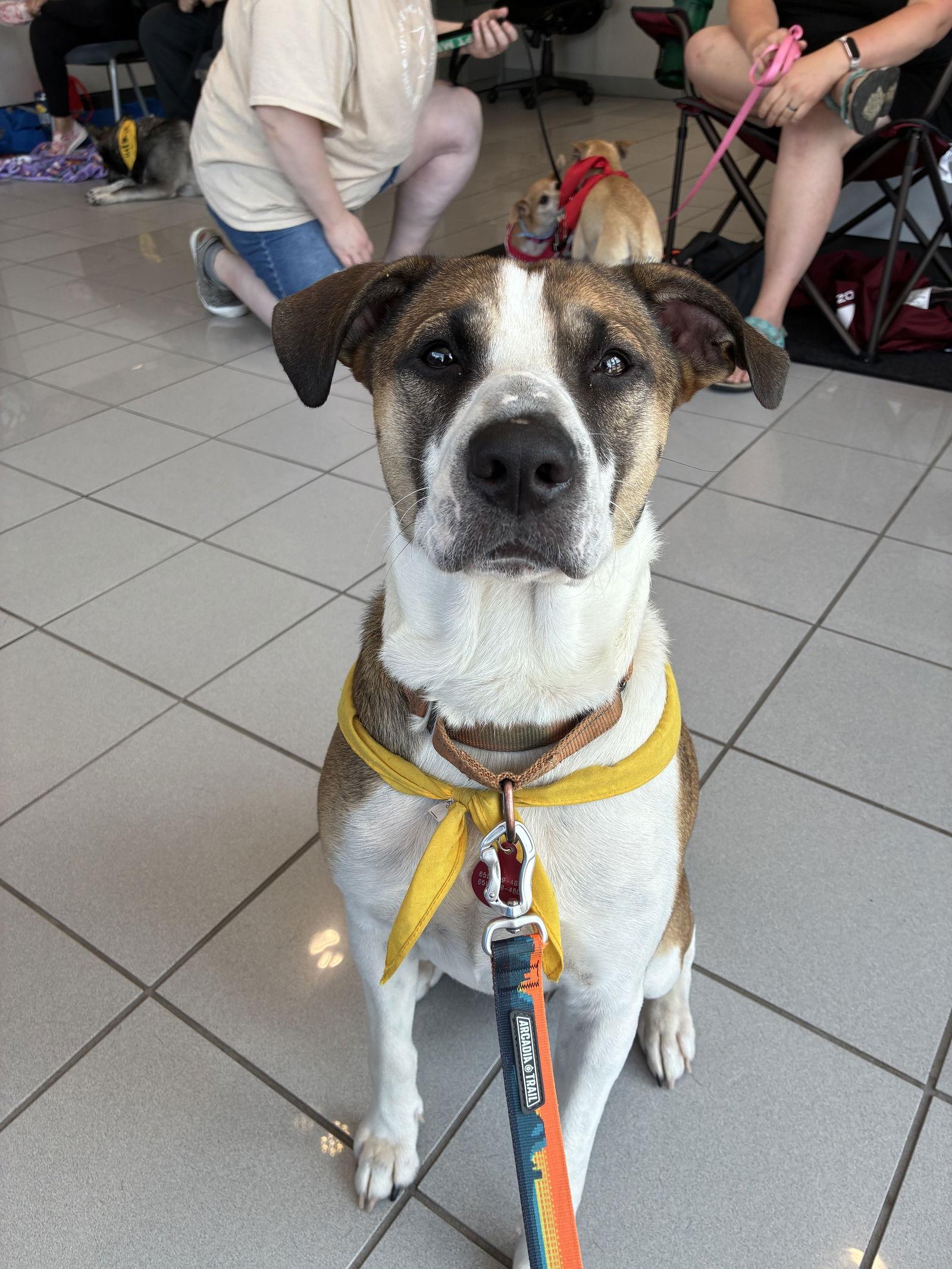 Travis, a Adoptable mixed breed in Brooklyn Center, MN image 1/3