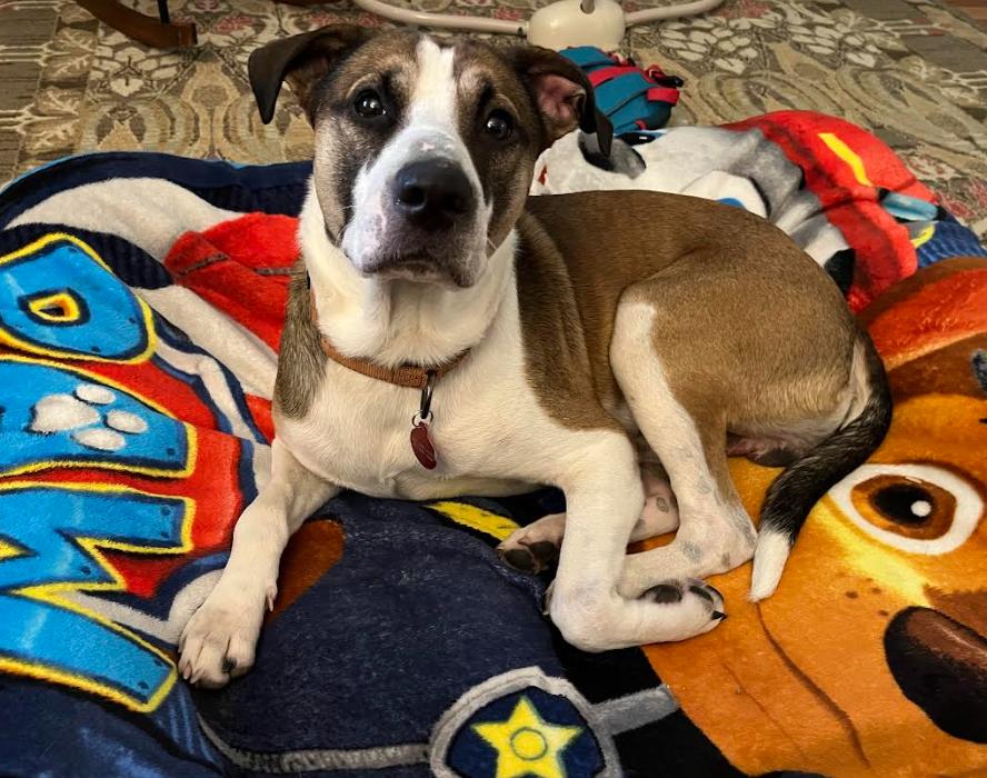 Travis, a Adoptable mixed breed in Brooklyn Center, MN image 2/3