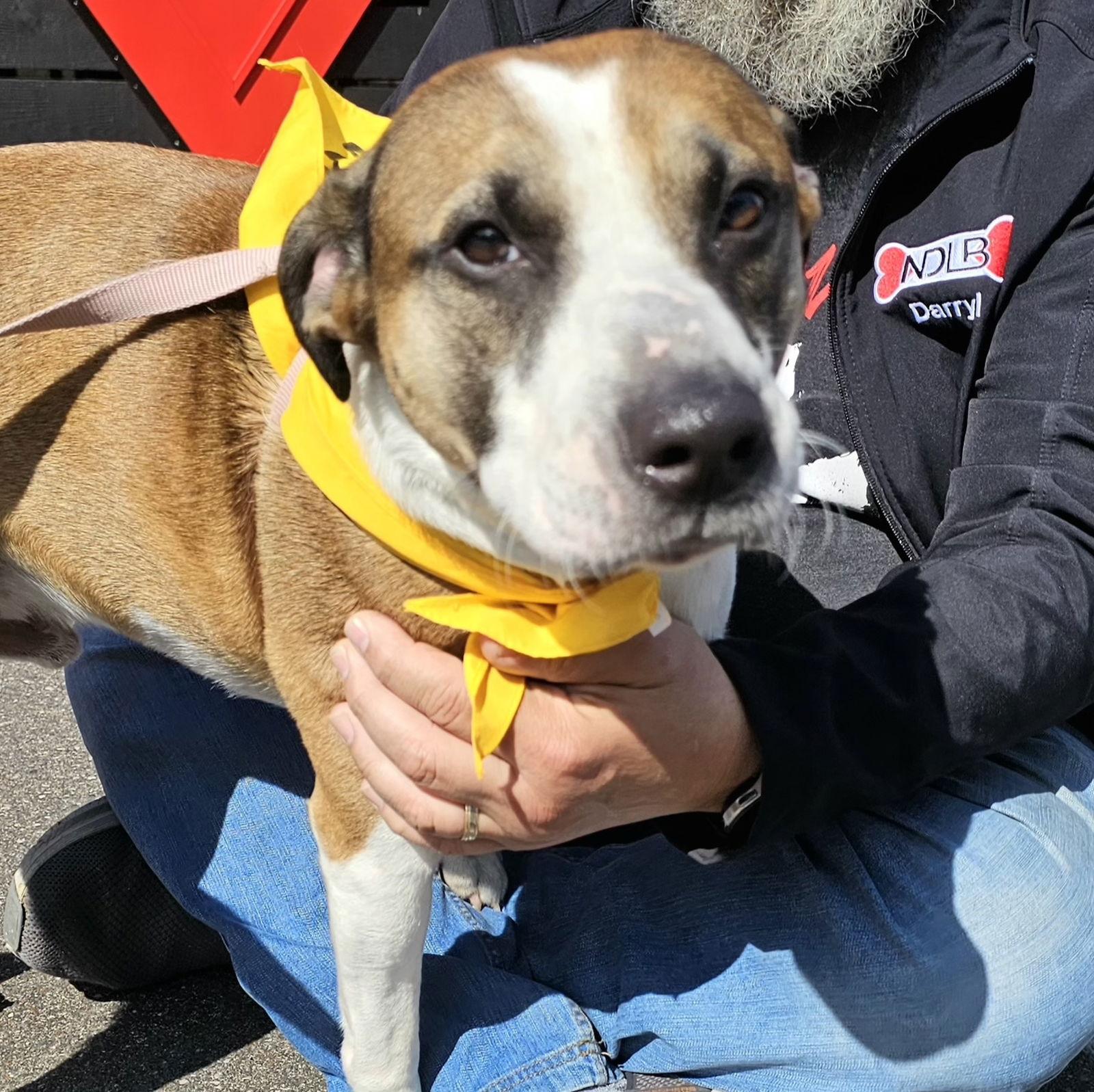 Travis, a Adoptable mixed breed in Brooklyn Center, MN image 3/3