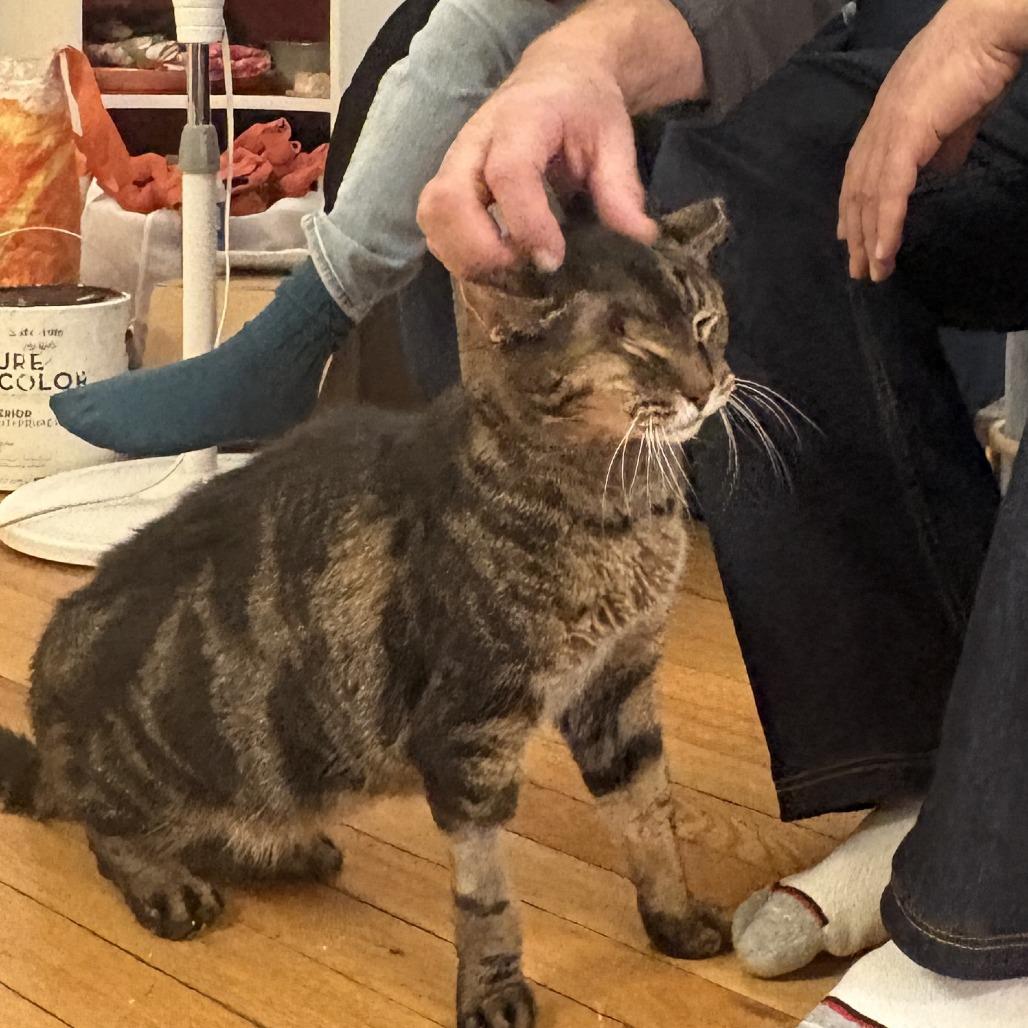 Enlarge Orson, a Adoptable Domestic Short Hair in Skokie, IL image 1/6