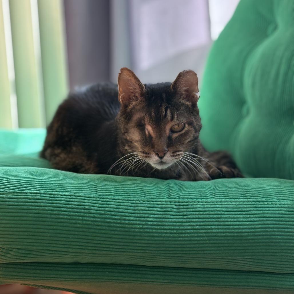 Enlarge Orson, a Adoptable Domestic Short Hair in Skokie, IL image 2/6