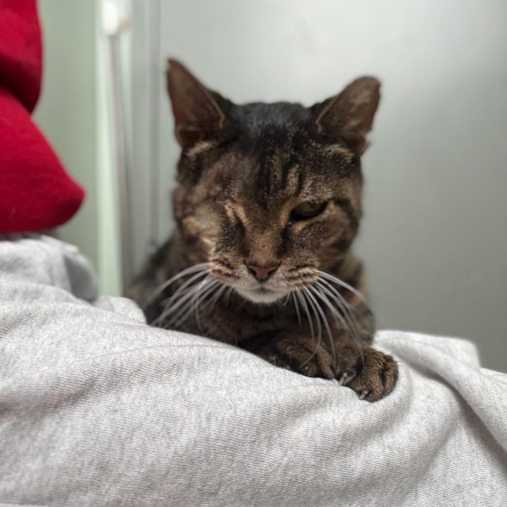 Enlarge Orson, a Adoptable Domestic Short Hair in Skokie, IL image 3/6