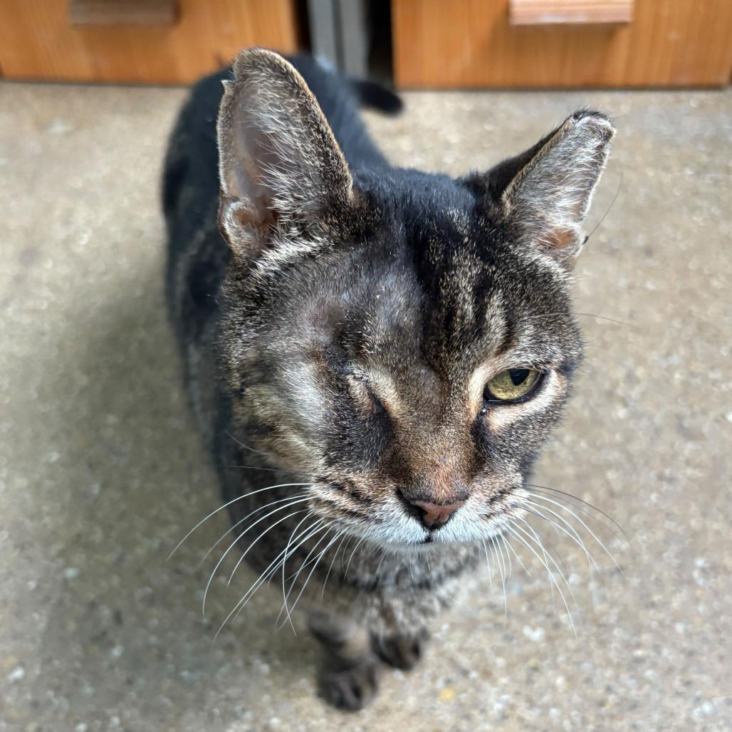 Enlarge Orson, a Adoptable Domestic Short Hair in Skokie, IL image 4/6