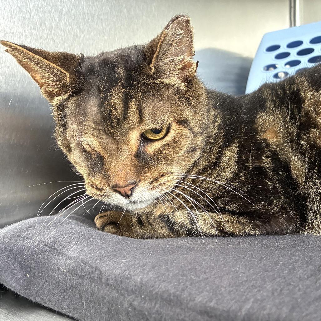 Enlarge Orson, a Adoptable Domestic Short Hair in Skokie, IL image 5/6