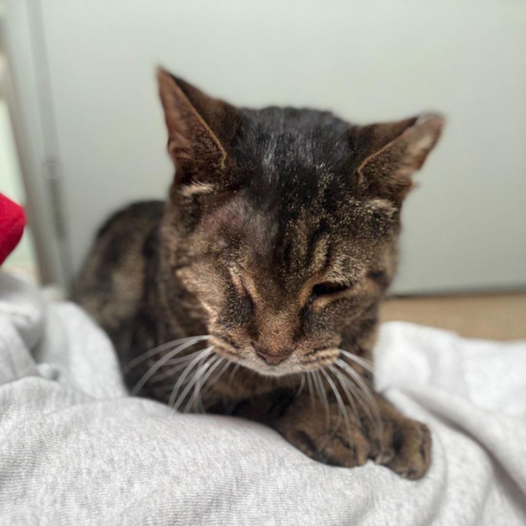 Enlarge Orson, a Adoptable Domestic Short Hair in Skokie, IL image 6/6