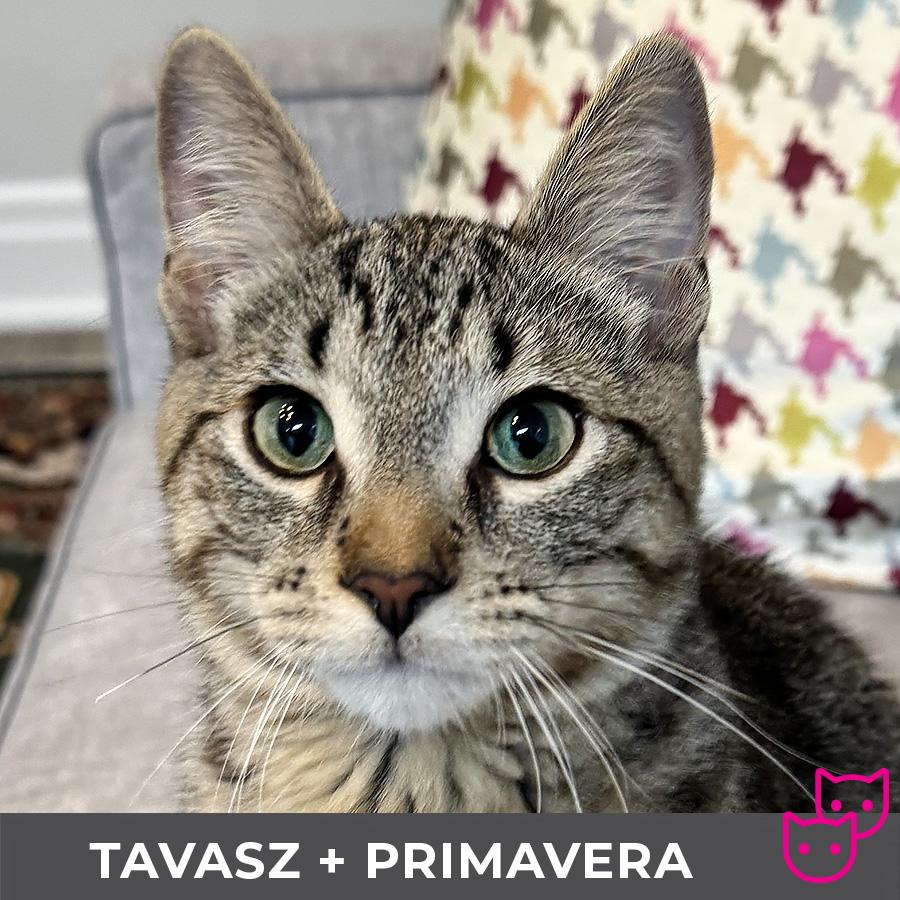 Tavasz (bonded with Primavera), Adoptable, Kitten Male Domestic Short Hair.