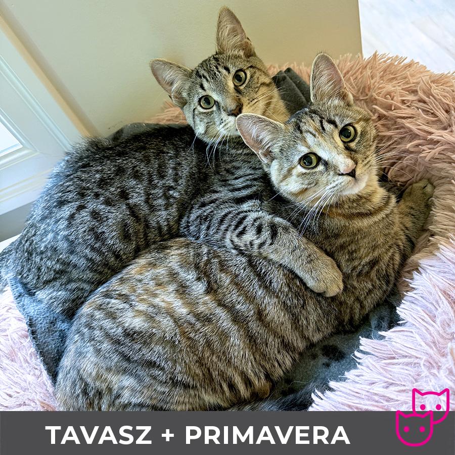 Tavasz (bonded with Primavera)