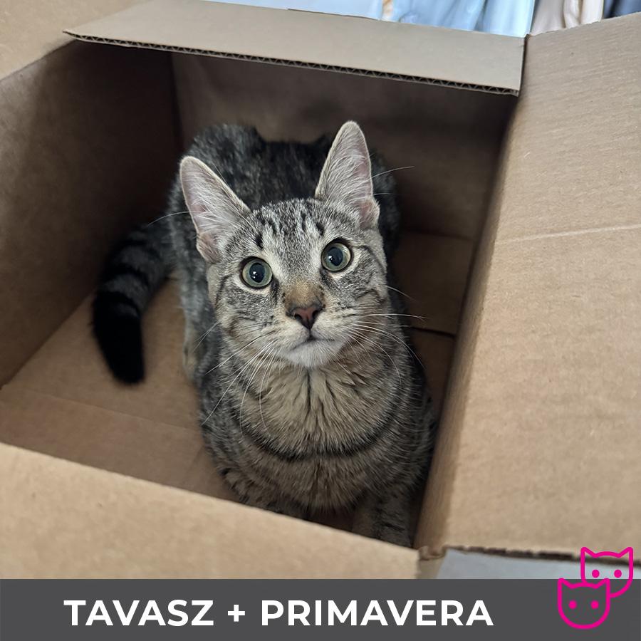Tavasz (bonded with Primavera), a Adoptable Domestic Short Hair in Etobicoke, ON image 3/6