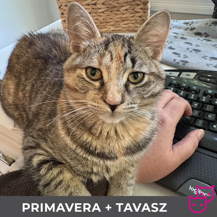 Tavasz (bonded with Primavera), a Adoptable Domestic Short Hair in Etobicoke, ON image 4/6